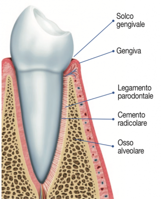 Parodontologia Cosa è